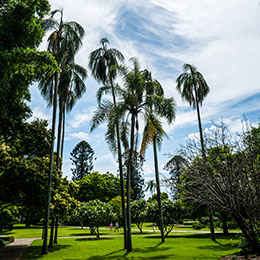 Cocos Palm, Queen Palm